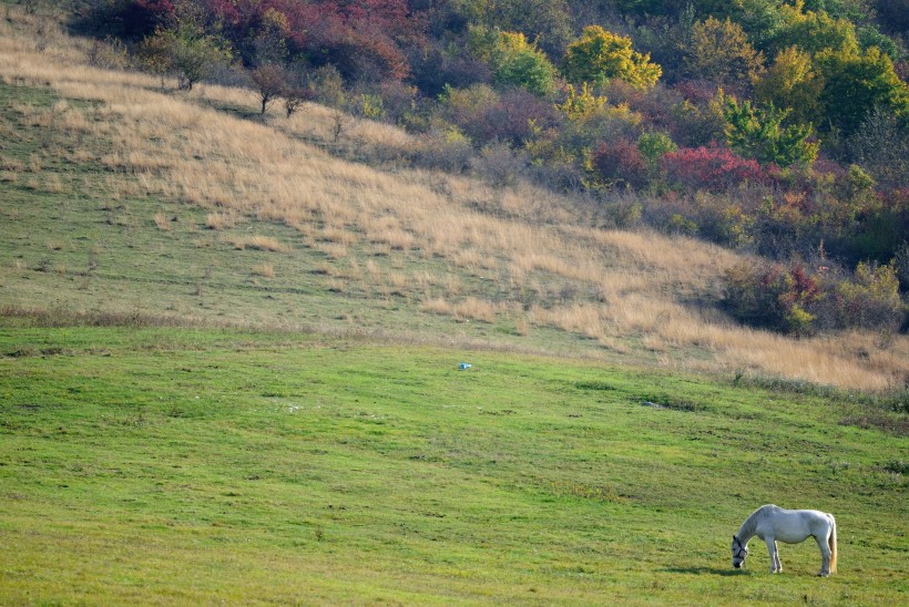 点击大图看下一张：一匹正在草地上吃草的马图片