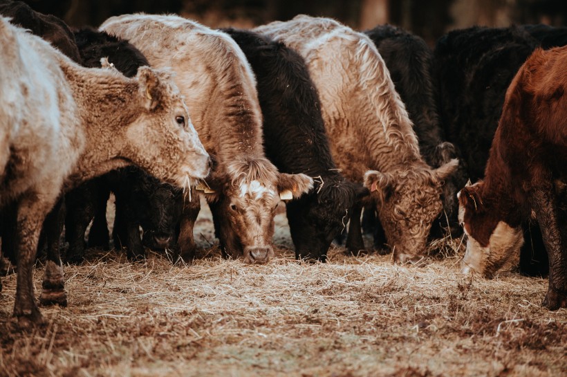 点击大图看下一张：一群正在吃草的牛图片