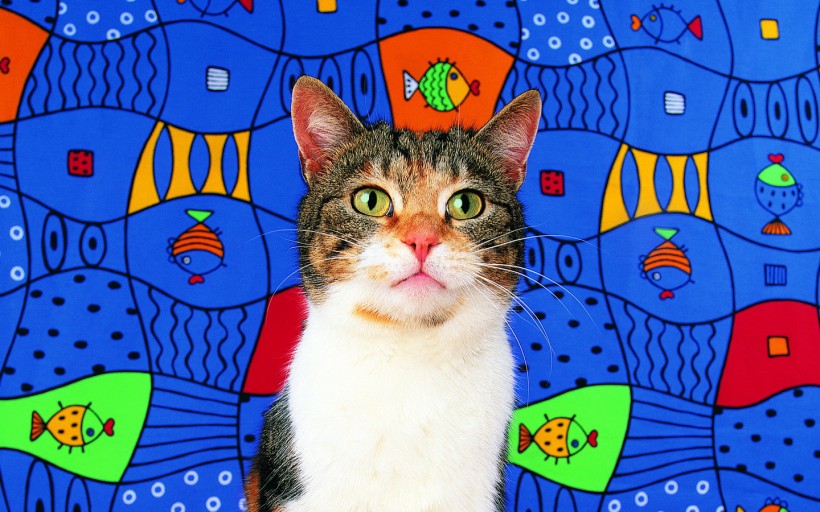 点击大图看下一张：艺术猫咪图片
