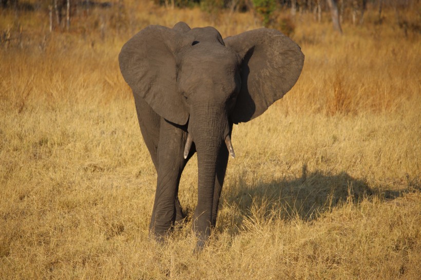 点击大图看下一张：一头野生大象图片