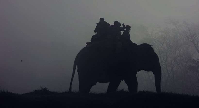点击大图看下一张：一头行走的大象图片