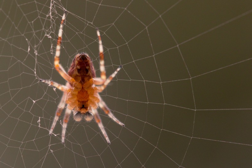 点击大图看下一张：一只蜘蛛高清图片