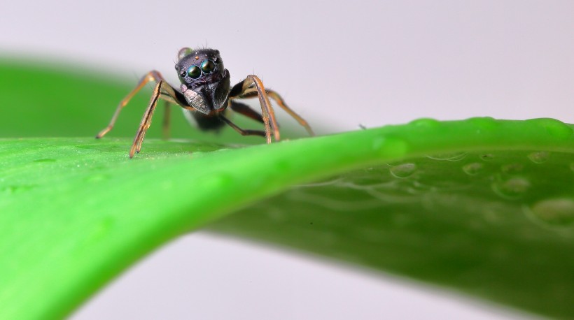 点击大图看下一张：形态怪异的蚁蛛图片