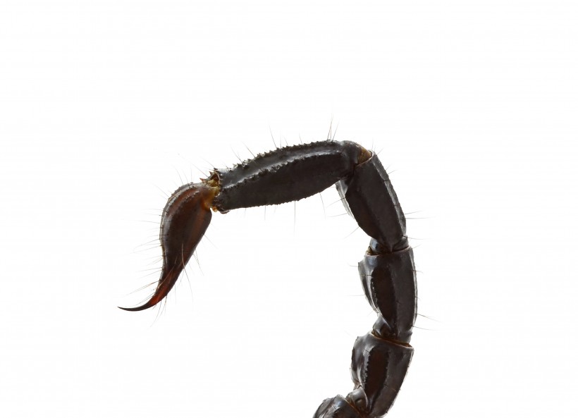 点击大图看下一张：有毒的蝎子图片