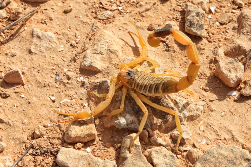 点击大图看下一张：有毒的蝎子图片