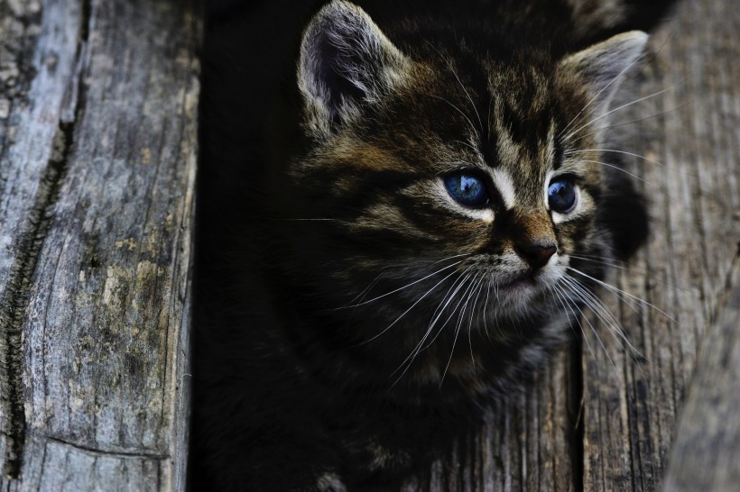 点击大图看下一张：小巧可爱的幼猫图片