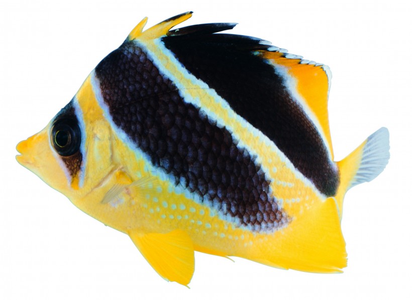 点击大图看下一张：观赏鱼特写图片