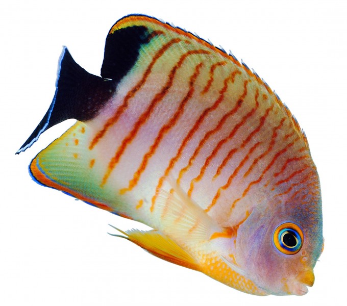 点击大图看下一张：观赏鱼特写图片