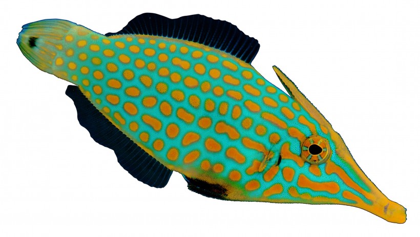 点击大图看下一张：观赏鱼特写图片