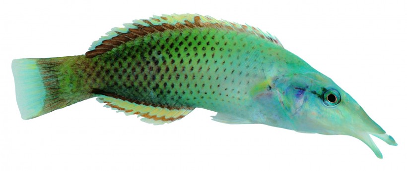 点击大图看下一张：观赏鱼特写图片