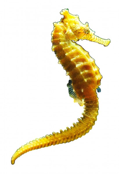 点击大图看下一张:观赏鱼特写图片