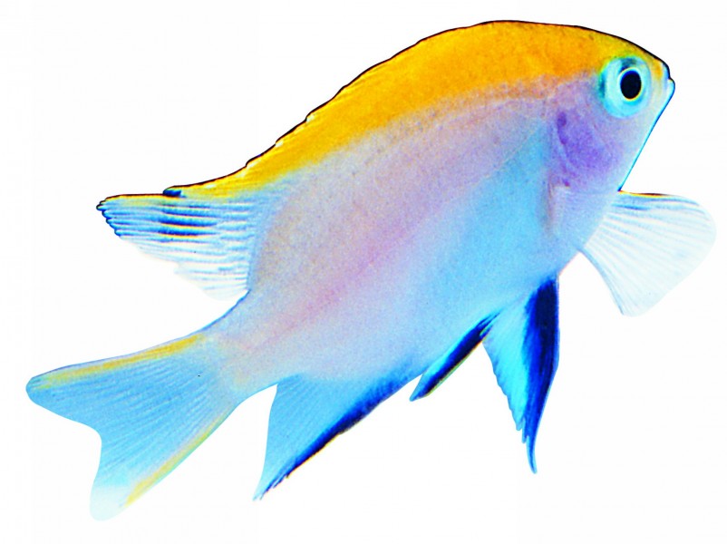 点击大图看下一张：观赏鱼特写图片