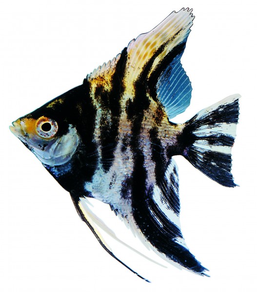 点击大图看下一张：观赏鱼特写图片