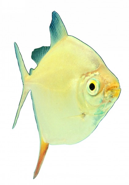 点击大图看下一张:观赏鱼特写图片