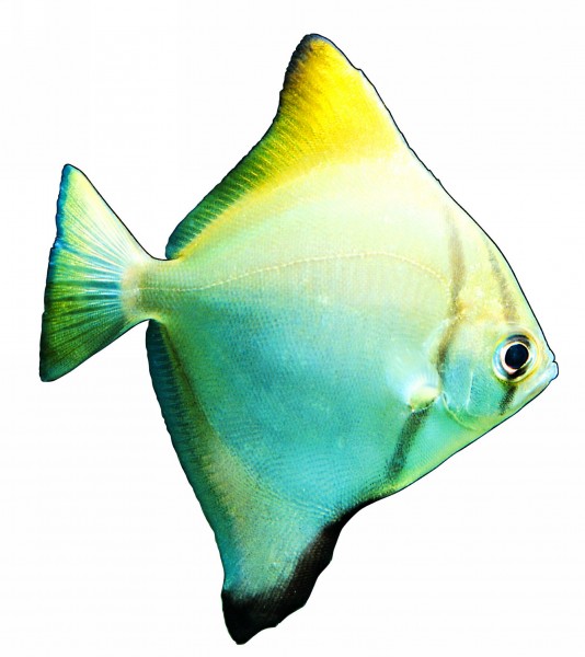 点击大图看下一张：观赏鱼特写图片