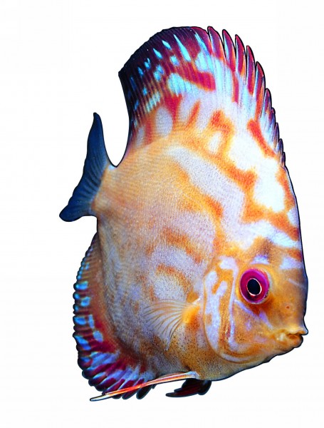 点击大图看下一张:观赏鱼特写图片