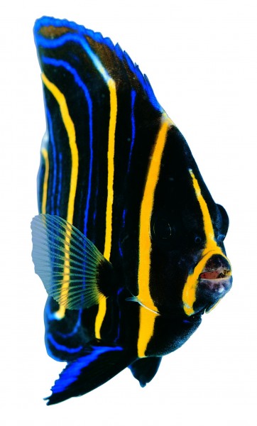 点击大图看下一张：观赏鱼特写图片