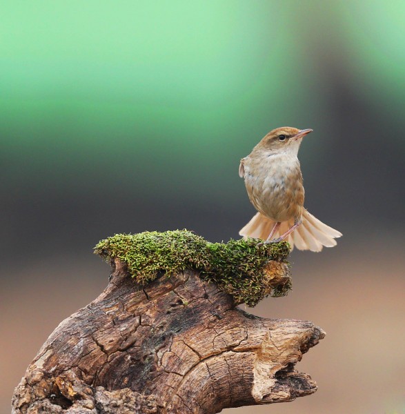 点击大图看下一张：通体棕色的远东树莺图片