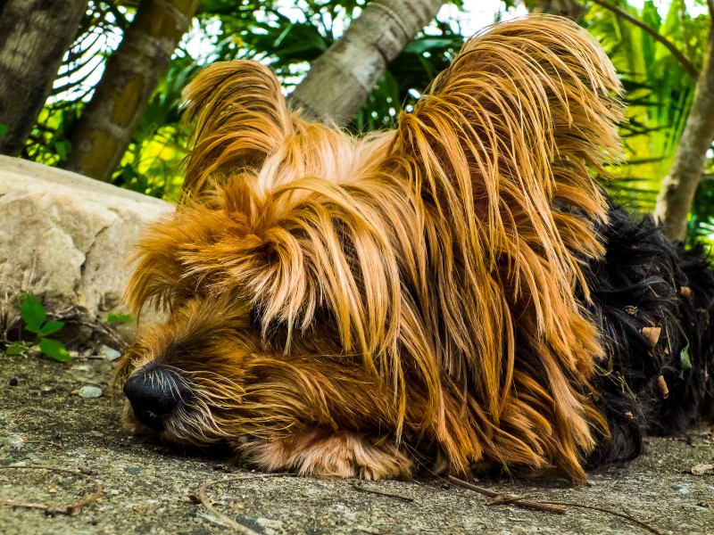 点击大图看下一张：拥有华丽长毛的约克夏梗犬图片