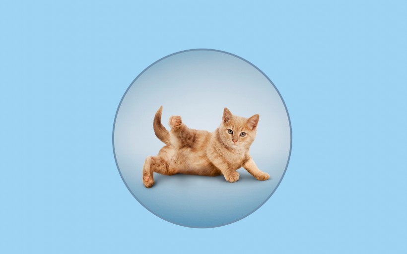 点击大图看下一张：做瑜伽的猫可爱图片