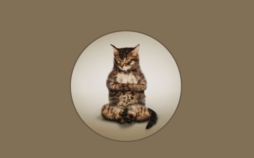 点击大图看下一张：做瑜伽的猫可爱图片