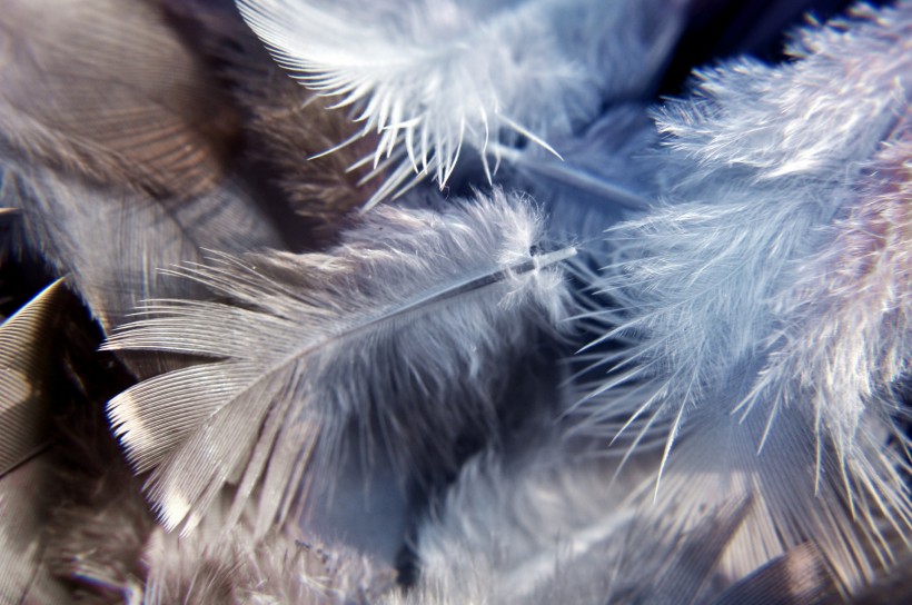 点击大图看下一张：唯美鸟的羽毛图片