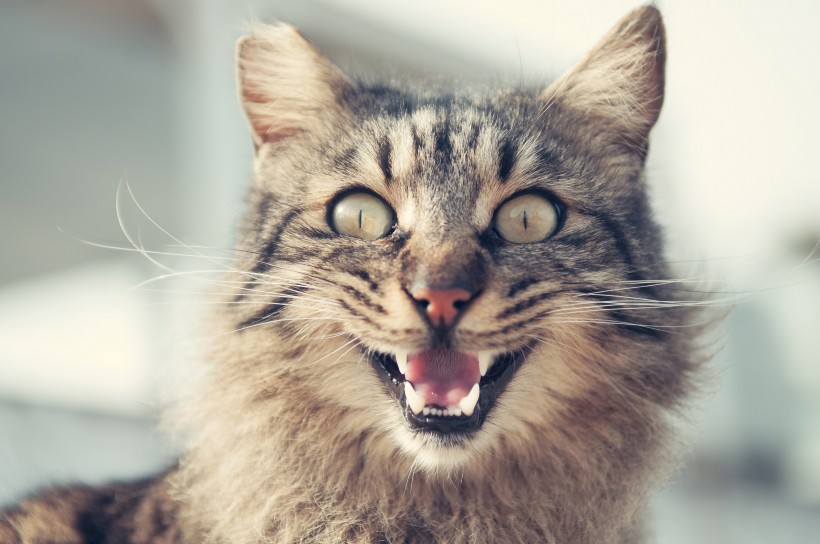 点击大图看下一张：张大嘴巴的猫咪图片
