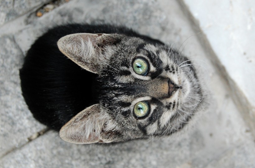 点击大图看下一张：睁着大眼睛的可爱小猫图片
