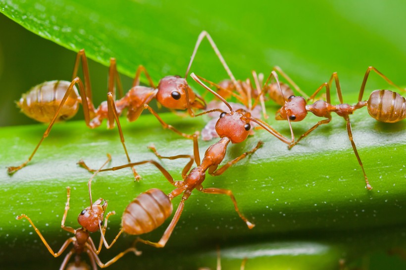 点击大图看下一张：植物上蚂蚁图片