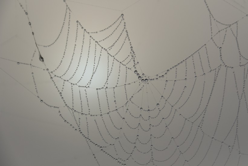 点击大图看下一张：沾满露珠的蜘蛛网图片