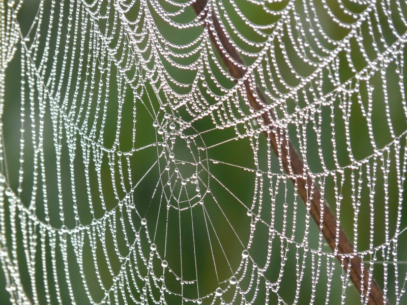 点击大图看下一张：沾满露珠的蜘蛛网图片
