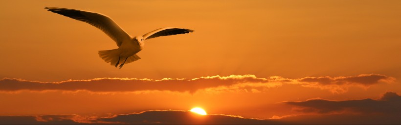 点击大图看下一张：自由的海鸥图片