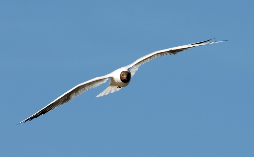 点击大图看下一张：自由的海鸥图片