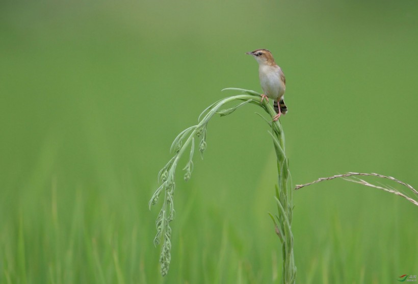 点击大图看下一张：小型鸟类之棕扇尾莺图片