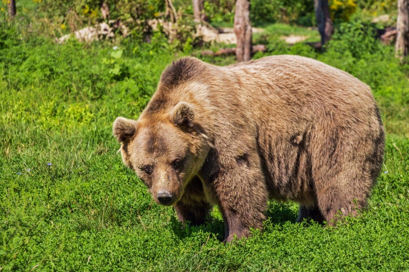 点击大图看下一张：体型庞大的棕熊图片