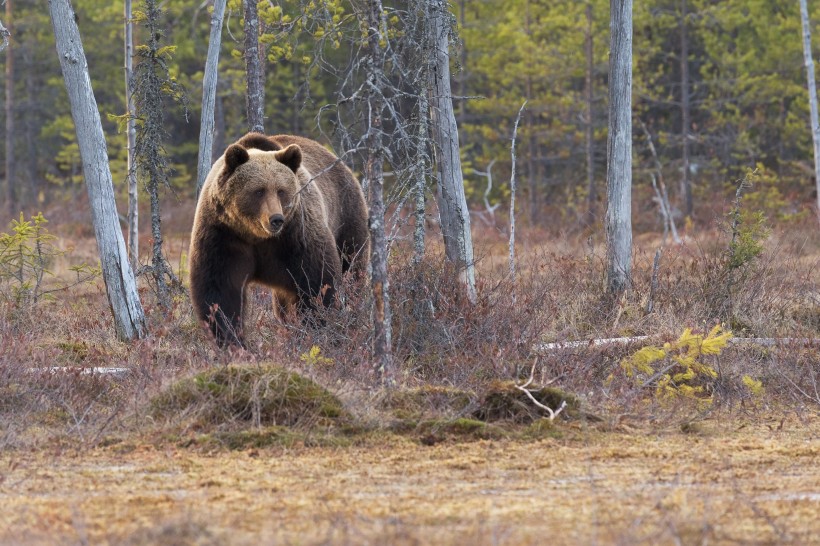 点击大图看下一张：体型庞大的野生棕熊图片