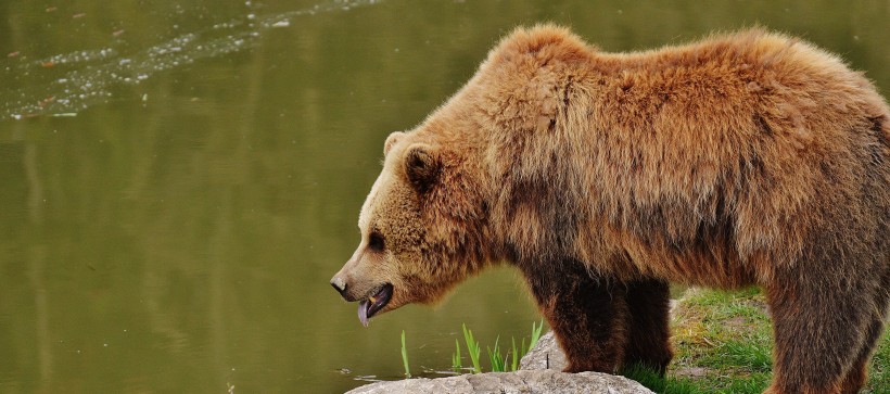 点击大图看下一张：体形巨大的棕熊图片