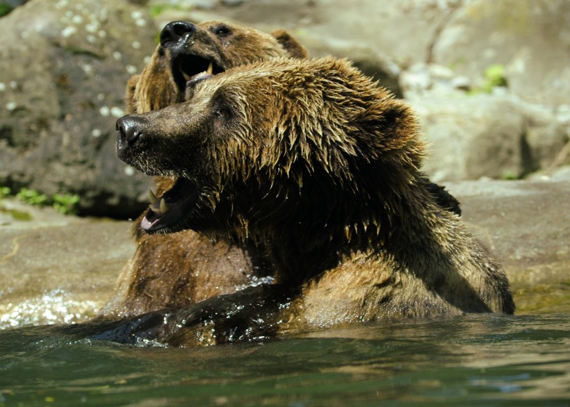 点击大图看下一张：体型庞大的棕熊图片