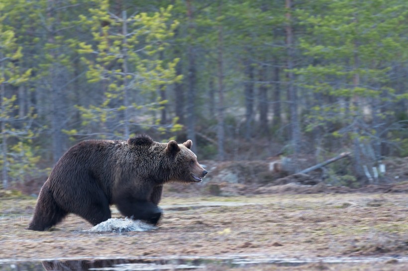 点击大图看下一张：体型庞大的野生棕熊图片