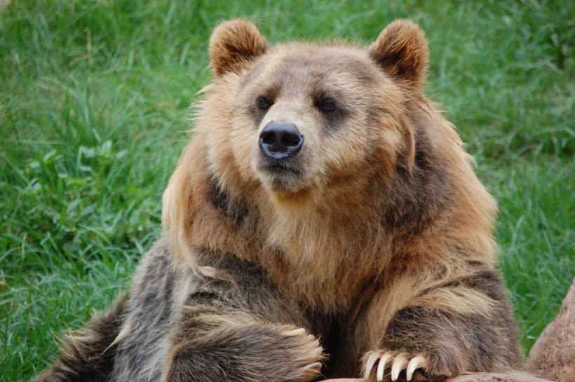 点击大图看下一张：肥头大耳的棕熊图片