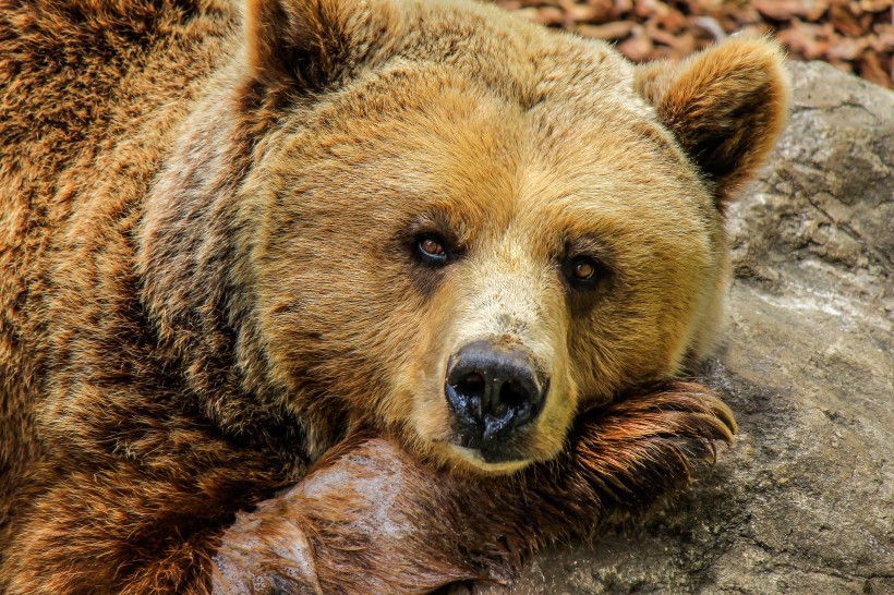 点击大图看下一张：肥头大耳的棕熊图片