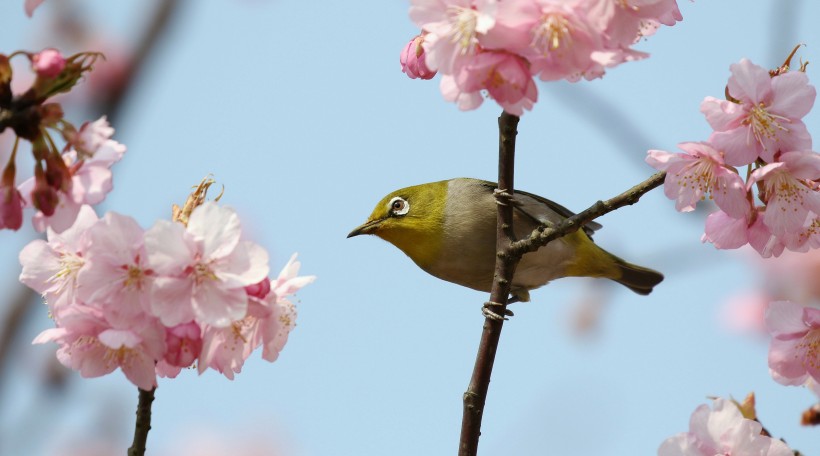 点击大图看下一张：樱花树上的绣眼鸟图片