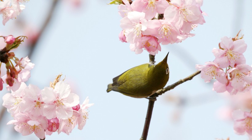 点击大图看下一张：樱花树上的绣眼鸟图片