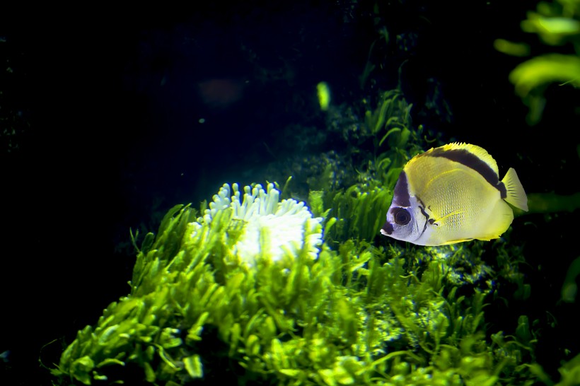 点击大图看下一张：水族馆里的水生动植物图片
