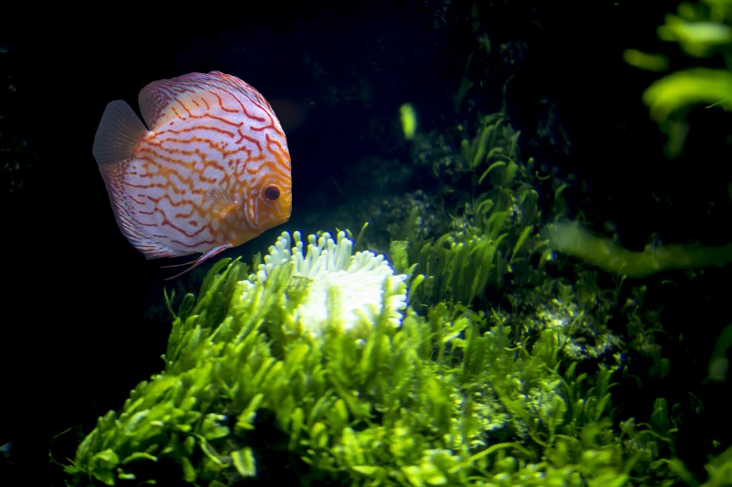 点击大图看下一张：水族馆里的水生动植物图片