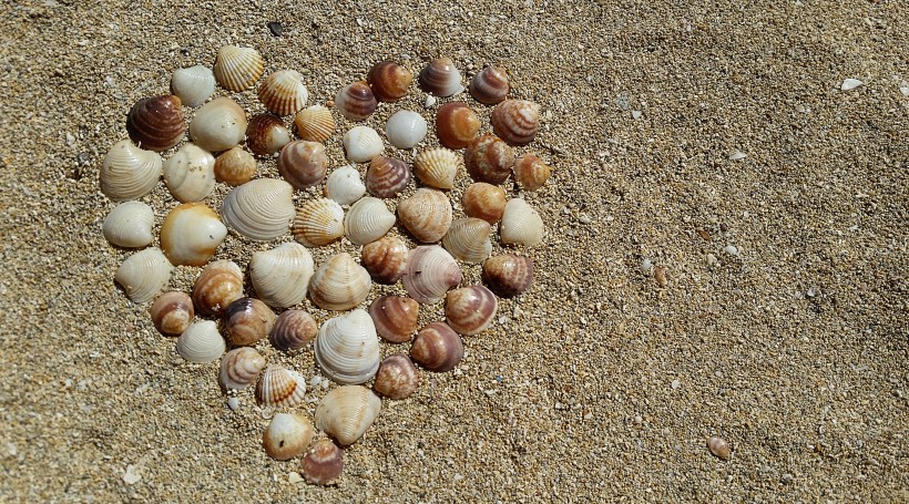 点击大图看下一张：精致漂亮的贝壳图片