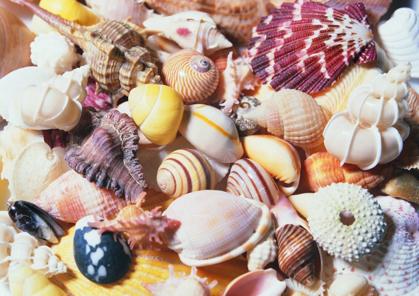 点击大图看下一张：沙滩上的贝壳图片