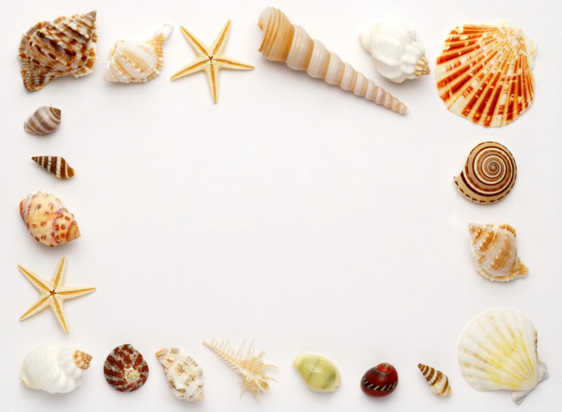 点击大图看下一张：贝壳和海螺图片