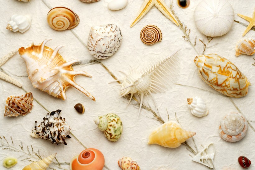 点击大图看下一张：贝壳和海螺图片
