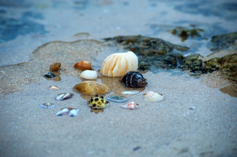 点击大图看下一张：海边的贝壳图片